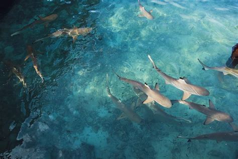 Group Of Sharks Called