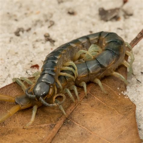 Centipedes Pest Control | PestNation | PestNation