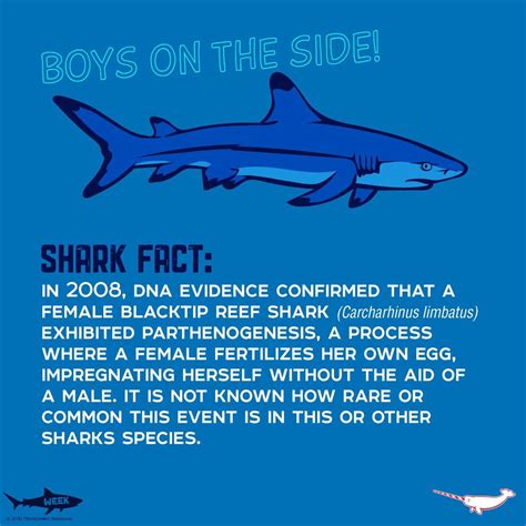 Shark Fun Facts Printable