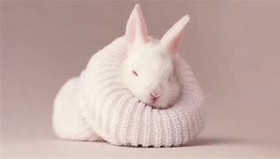 Image result for Cute White Baby Bunny