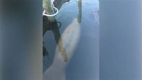 Manatee spotted in Rhode Island saltwater pond is first known New ...