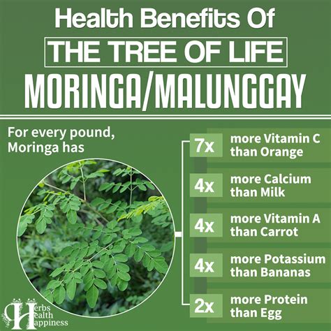 Moringa Tree Benefits For Health