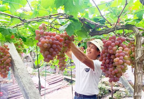 葡萄种类有哪些，葡萄的品种图片及名称大全 - 鲜淘网