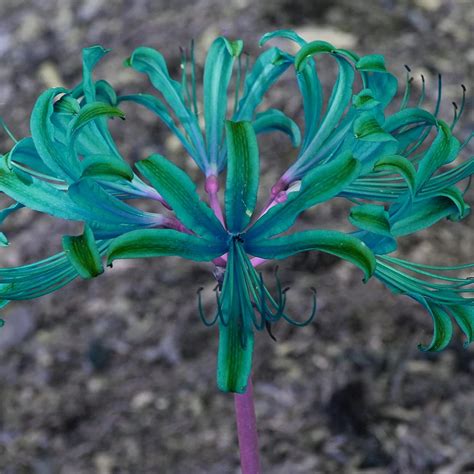 Rare Blue Lycoris Spider Lilies Bulbs Radiata Hurricane Lily Cluster ...