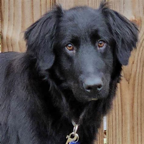 Dog for Adoption - Maverick, a Flat-coated Retriever in Raeford, NC ...