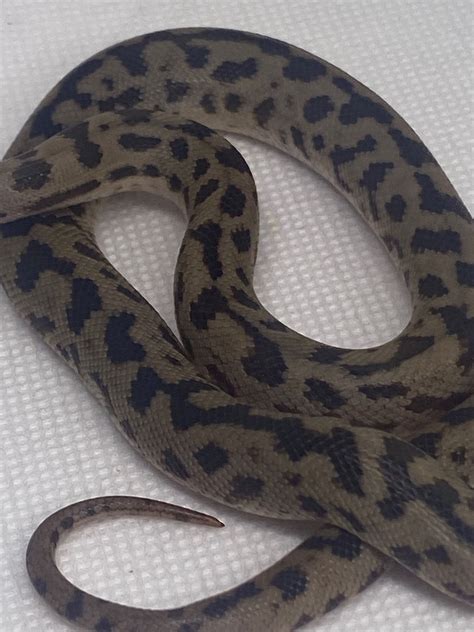 Image result for Keeping Spotted Python's