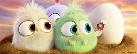 Angry birds - Hatchlings 4K wallpaper download