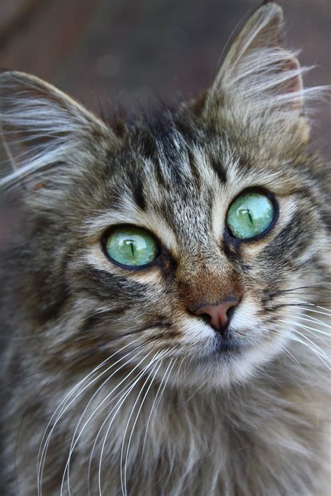 Free Images : kitten, fauna, close up, whiskers, vertebrate, siberian ...