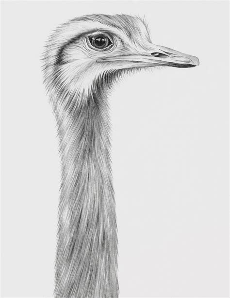 Ostrich Face Drawing Ostrich Print Grubby Gurl Design Fine Art