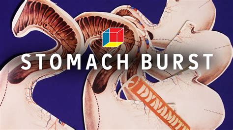 Tummy Exploded 的图像结果