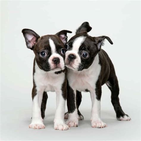 Love Boston Terrier Puppies? Dog Breed Facts, Features, and Traits ...