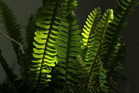 House Fern Plant