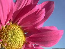sfondo a fiori desktop wallpapers 187 flowers backgrounds 187 a big pink sfondo a fiori desktop wallpapers 187 flowers backgrounds 187 a big pink