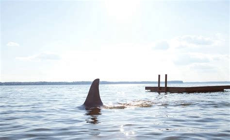 《鲨海》今日上映 片段曝光姐妹花肉搏嗜血鲨鱼