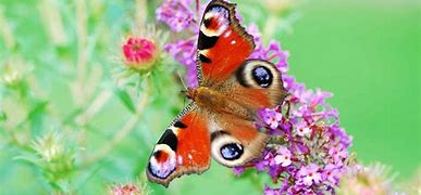 Image result for Butterfly Wallpaper for Bedroom