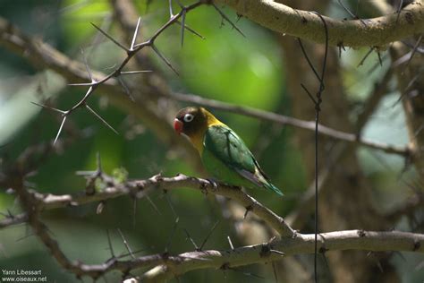 Image result for Inseparable De Fischer