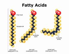 Image result for Lipid