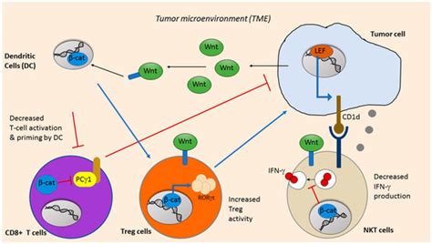 Cancers | Special Issue : Targeting Wnt Signaling in Cancer