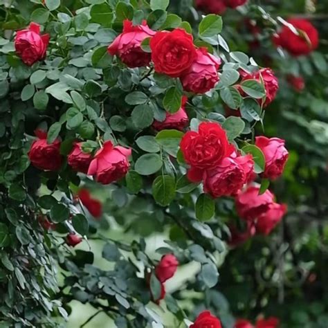 Rose Climber 'Florentina Passionate Red' - Live Plant – Plant Heaven