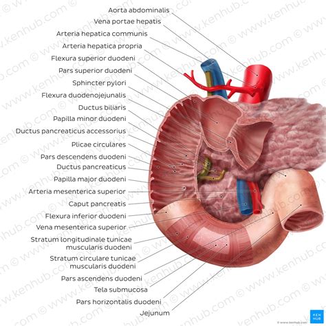 Dünndarm: Anatomie, Funktion, Aufbau und Histologie | Kenhub