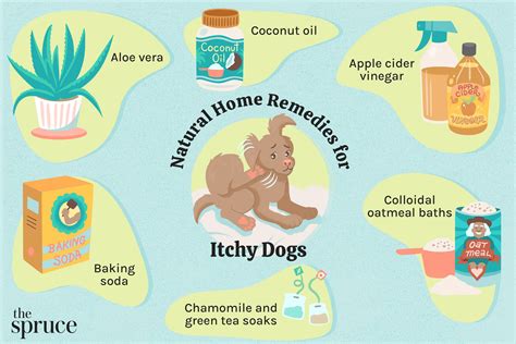 Dog itchy skin home remedy online