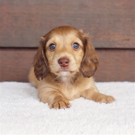 Golden Long Haired Dachshund Puppies For Sale Near Me