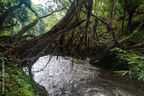 Image result for Tree Root Bridge