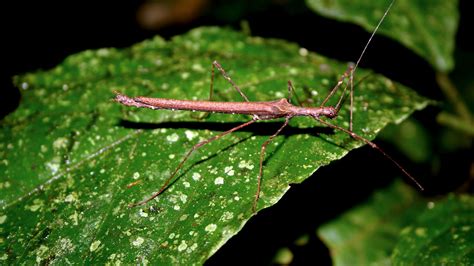 How To Look After Stick Insects - Desksandwich9