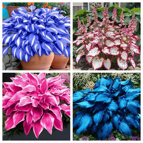Hosta is a perennial ornamental plant with large leaves, professional ...
