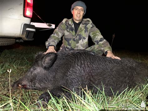 Pig Hunting | AfricaHunting.com
