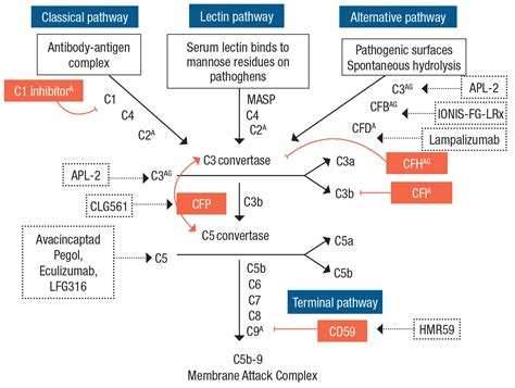 C3 Pathway