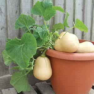 M-Tech Gardens Rare Hybrid Squash " Butterbush " Exotic 10 Vegetable ...