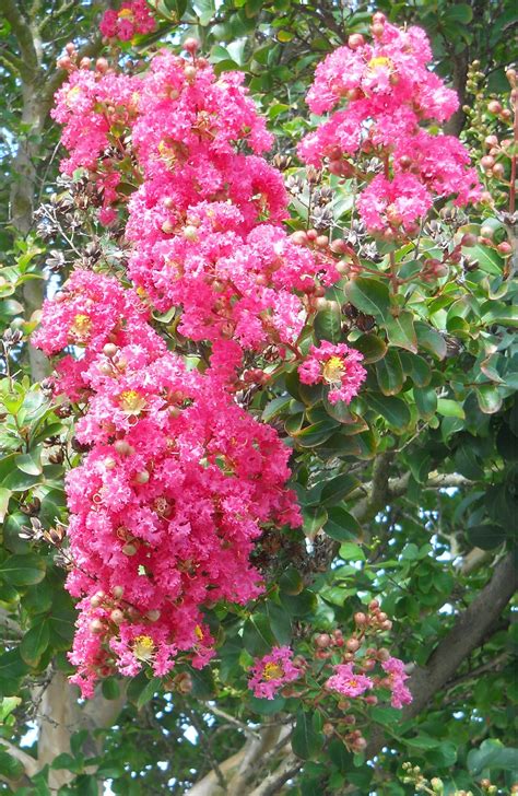 Crape Myrtles Bursting with Summer Color - Susan Friedman Landscape ...
