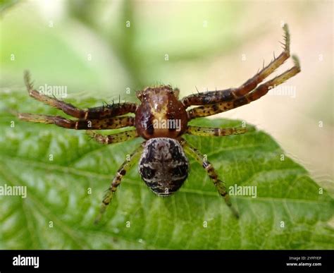 Crab Spiders (Thomisidae Stock Photo - Alamy
