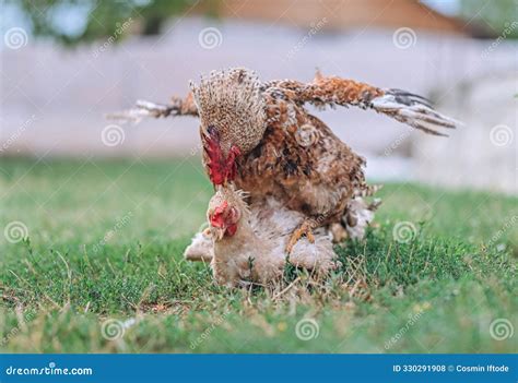 Rooster Mating a Chicken. Cloacal Kiss Stock Photo - Image of breeding ...