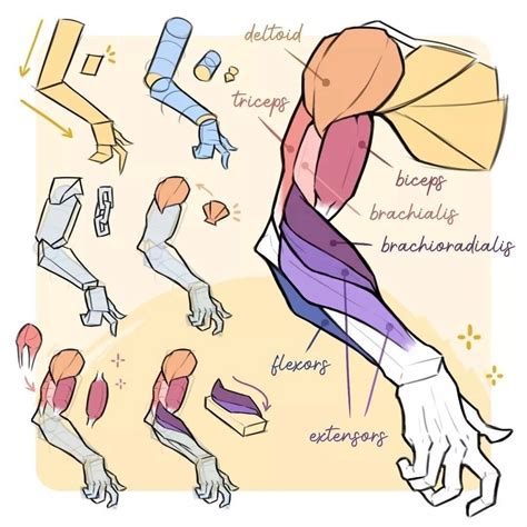 Анатомия | Human anatomy drawing, Anatomy sketches, Arm anatomy