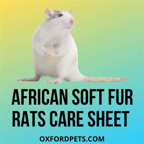 African Soft Fur Rats Care Sheet Facts 101 - Oxford Pets