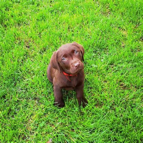Cutest Lab Puppy In The World