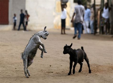 Can Jews Eat Cheeseburgers After All? - Archaeology - Haaretz.com