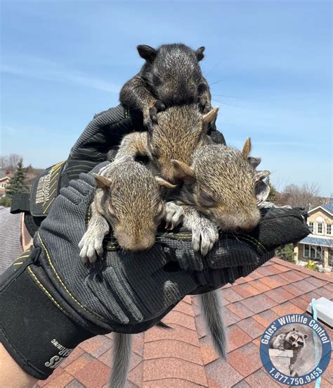 Dealing with Uninvited Guests: The Truth About Squirrels in Your Attic ...