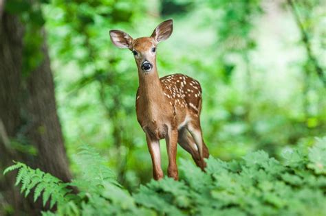 Image result for Image of JavaScript
