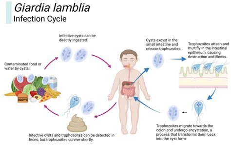 Giardia Cyst In Stool