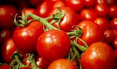 coltivazione pomodori in vaso coltivare il pomodoro in vaso coltivazione pomodoro in vaso coltivazione pomodori in vaso coltivare il pomodoro in vaso coltivazione pomodoro in vaso
