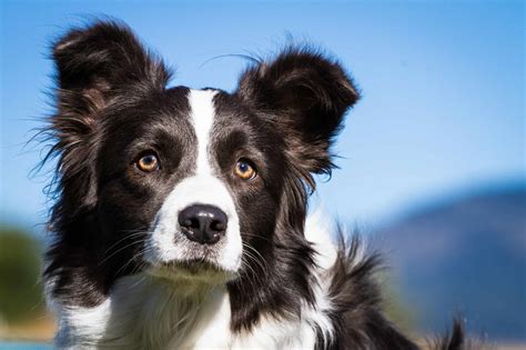 What Age Do Border Collies Go Into Heat
