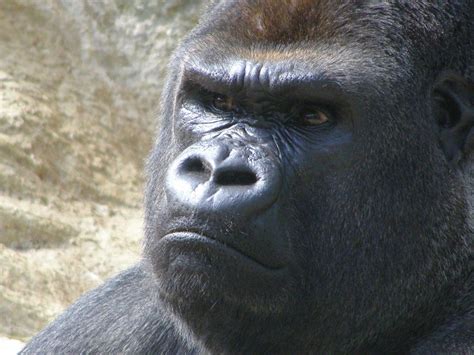 Image result for Example of Program Flow in Tabular Form