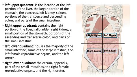 clinically oriented anatomy ; abdomino-pelvic quadrants and regions | PPTX
