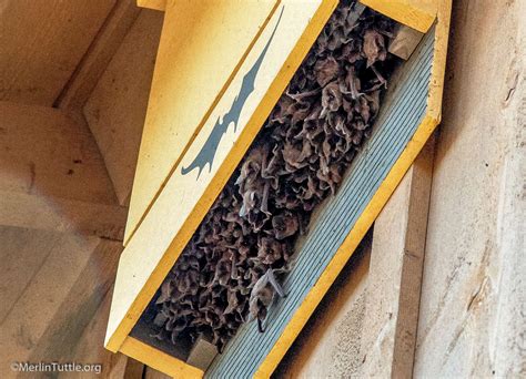 Improving Bat Houses in America: - Merlin Tuttle's Bat Conservation