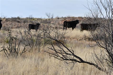 Cattle on Feed report shows slight increase in feedlot numbers - High Plains Journal