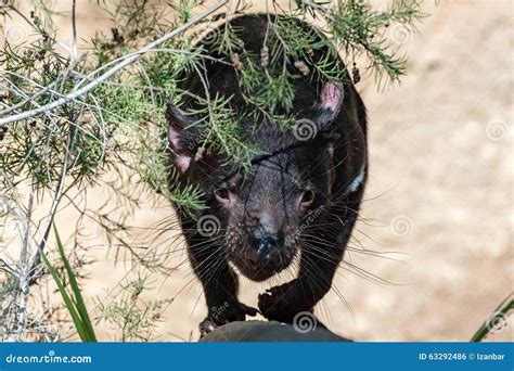Cierre Del Diablo De Tasmania Encima Del Retrato Foto de archivo ...