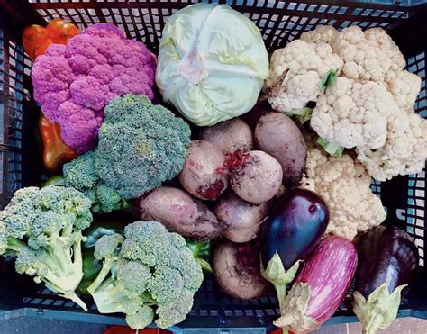 Johnson's Farm Produce | Garden Center | FUN FARM | U Pick Hobart IN